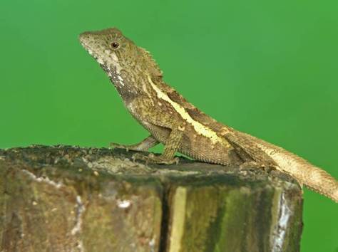 攀木蜥蜴