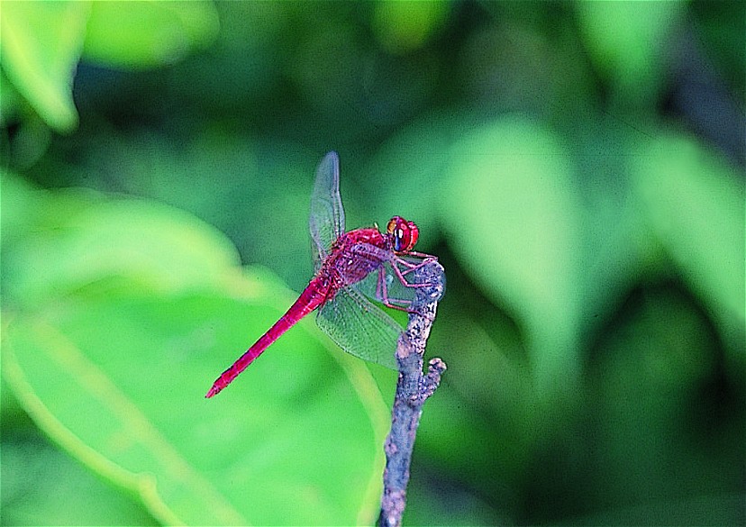 猩紅蜻蜓