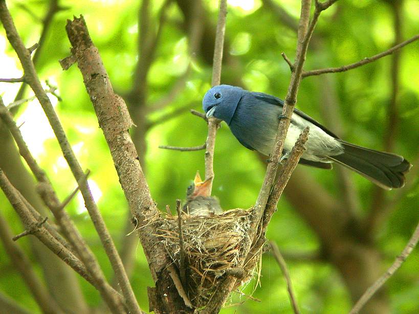 黑枕藍鶲育雛