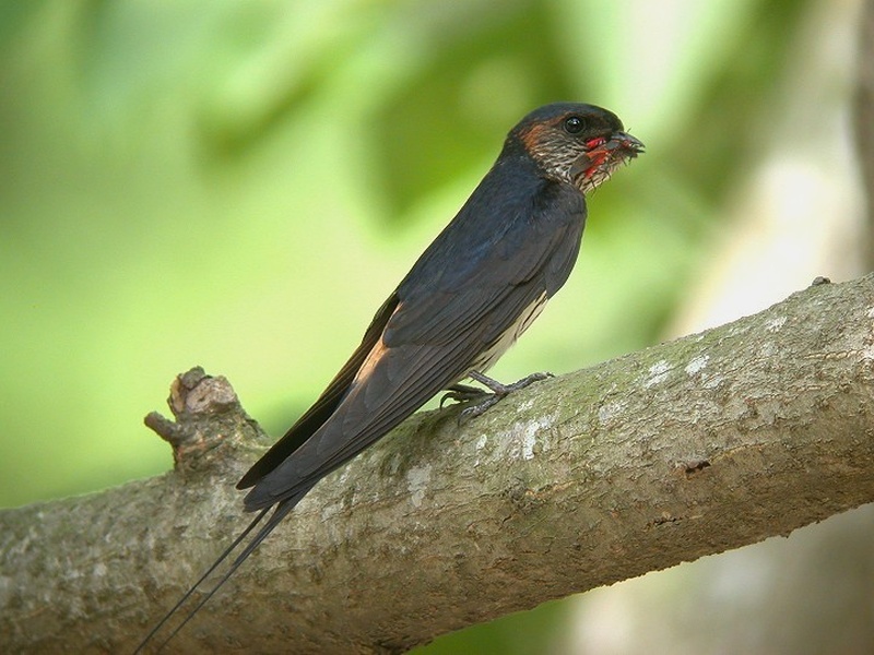 赤腰燕捕食椿象