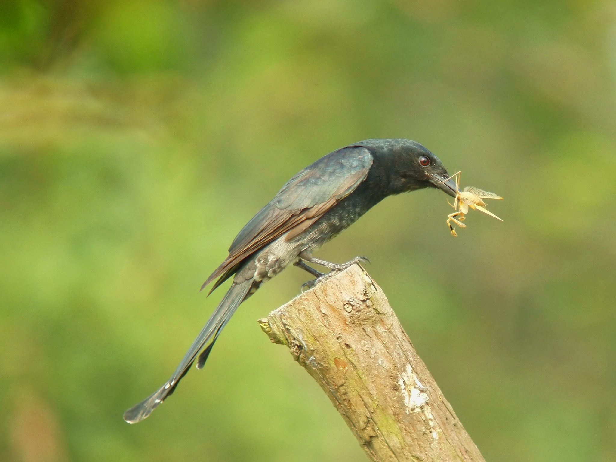 大卷尾捕食螳螂