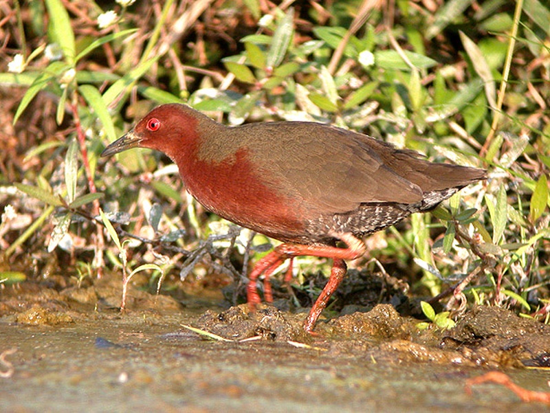 緋秧雞