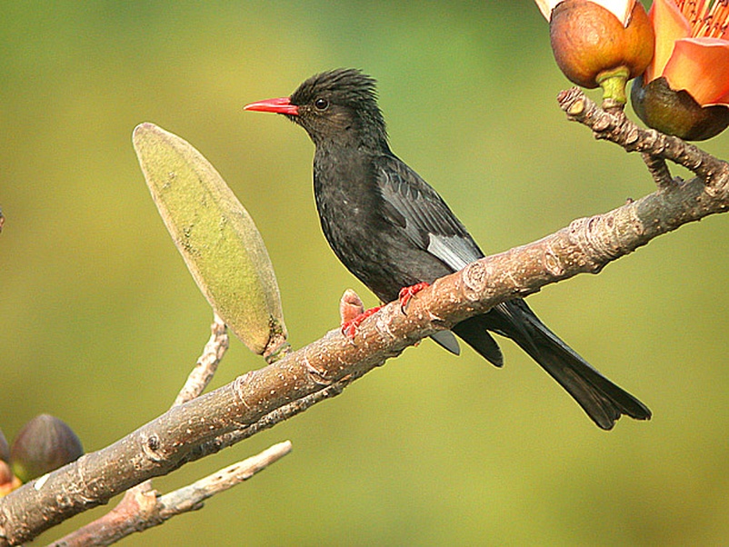 紅嘴黑鵯