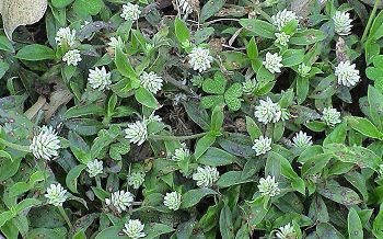 假千日紅(莧科)