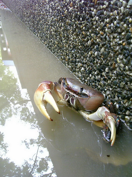 凶狠圓軸蟹沿著公園辦公室牆邊小步道橫行