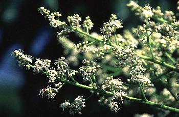 台東漆(漆樹科)