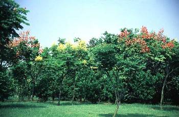 台灣欒樹(無患子科)