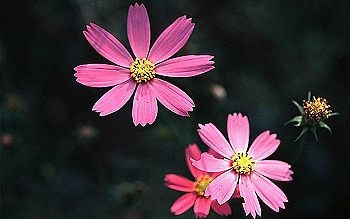 大波斯菊(菊科)