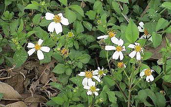 大花咸豐草(菊科)