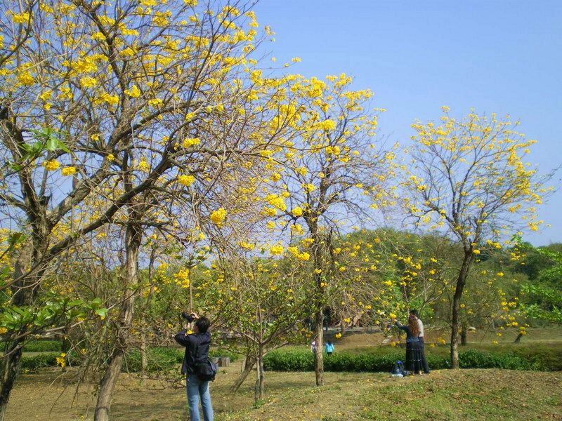 大草原上景觀池畔的黃金風鈴木