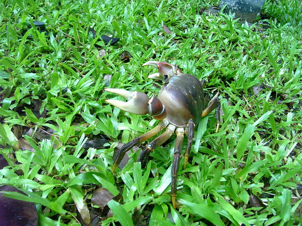 張舞著雙螯防衛自己的凶狠圓軸蟹