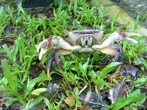 張舞著雙螯防衛自己的凶狠圓軸蟹-3