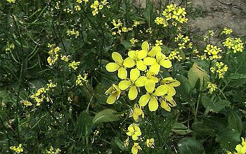 油菜花(十字花科)