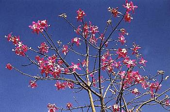 美人樹(木棉科)