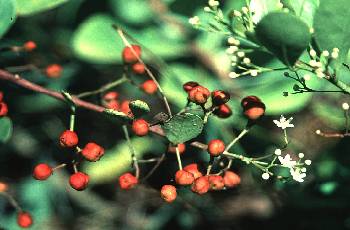 蘭嶼裸實(衛矛科)