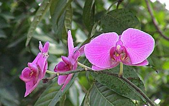蝴蝶蘭(蘭科)