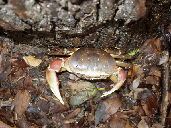 躲進落葉堆中的凶狠圓軸蟹