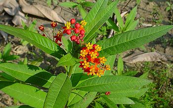 馬利筋(蘿藦科)