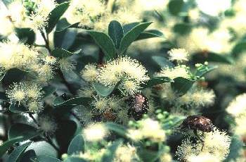 魯花樹(大風子科)