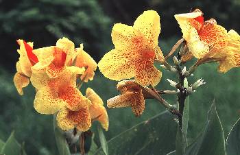 美人蕉(美人蕉科)