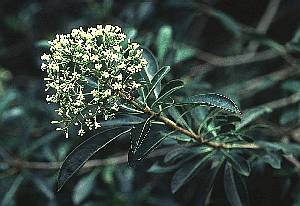 臺灣海桐(海桐科)