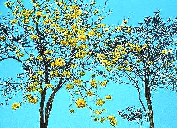 黃金風鈴木 (紫葳科)