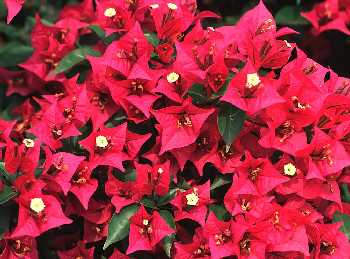 九重葛(紫茉莉科)