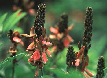 蘭嶼木藍(豆科)