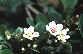 厚葉石班木 (薔薇科)