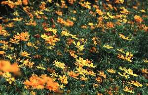 黃波斯菊(菊科)