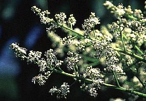 台東漆(漆樹科)