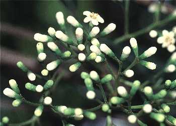 珊瑚樹(忍冬科)