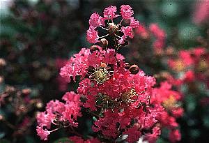 紫薇(千屈菜科)