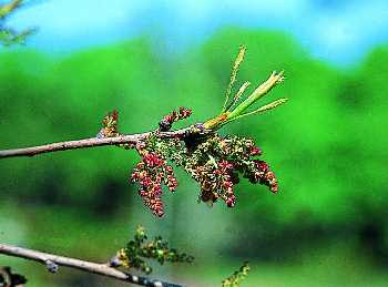 黃連木(漆樹科)