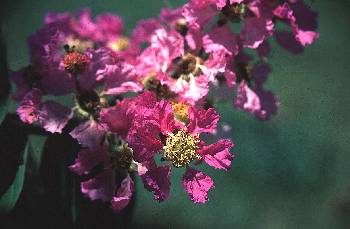 大花紫薇(千屈菜科)