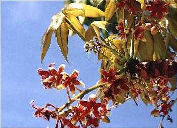 掌葉蘋婆(梧桐科)