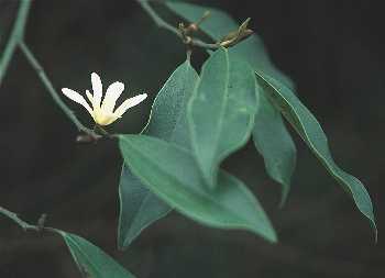 烏心石(木蘭科)