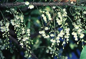 錫蘭橄欖(椴樹科)