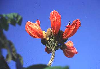 火焰木(紫葳科)