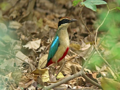 96年5月造訪高雄都會公園的八色鳥攝影高介志