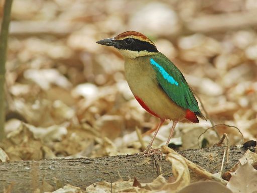 97年4月造訪高雄都會公園的八色鳥攝影高介志
