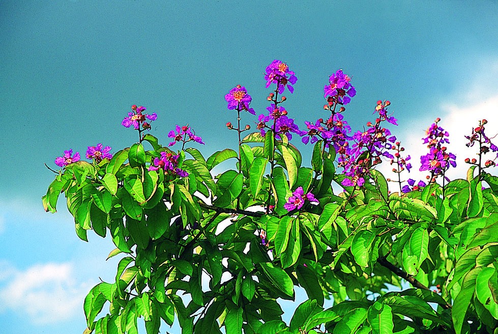 大花紫薇