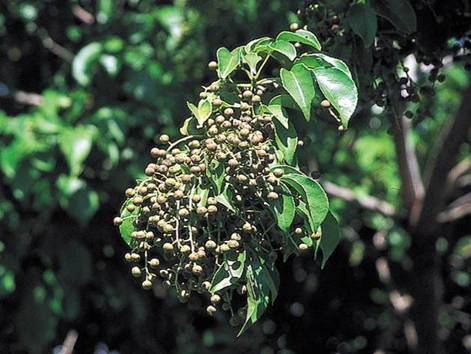 植物-17. 茄冬 高介志 攝