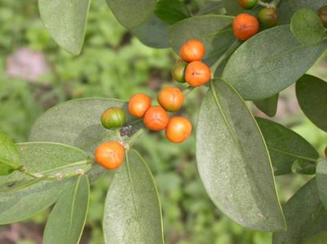 植物-22.白樹仔 謝春萬 攝