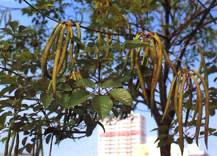 黃金風鈴木-葉莢