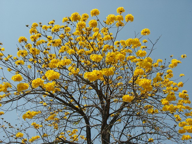 103年-高雄都會公園「黃花風鈴木」，熱情綻放中