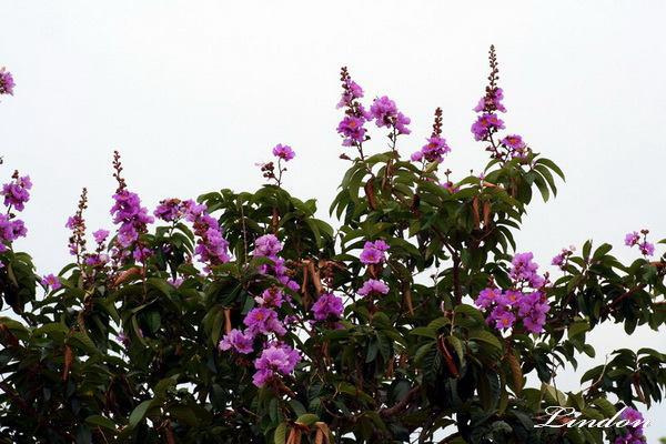 大花紫薇12