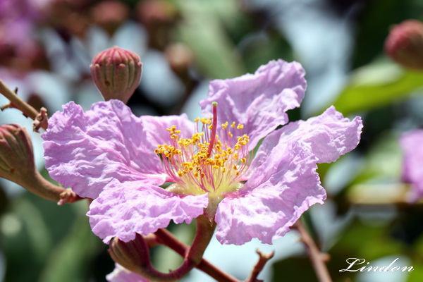 大花紫薇7