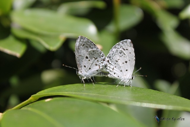台灣琉璃小灰蝶