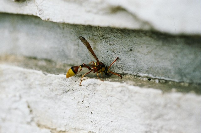 泥壺蜂